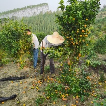 砂糖桔3年树带果树带土球成活快丰产免费技术支持