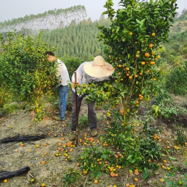 砂糖桔3年树带果树带土球成活快丰产免费技术支持