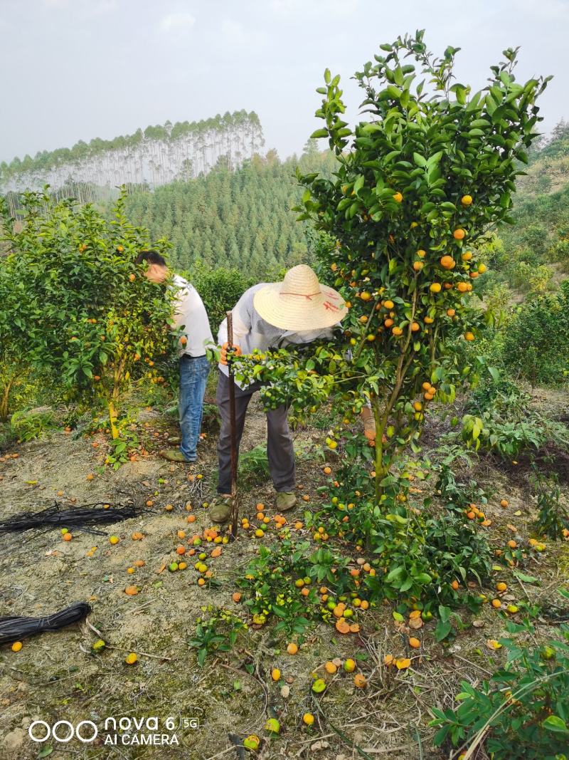 砂糖桔3年树带果树带土球成活快丰产免费技术支持