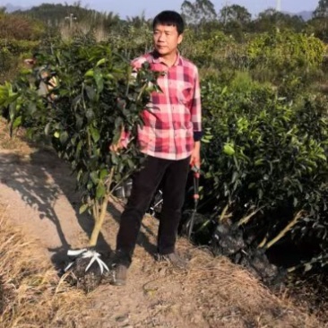 沃柑订制级移栽大苗明年挂果免费技术支持少量不包邮