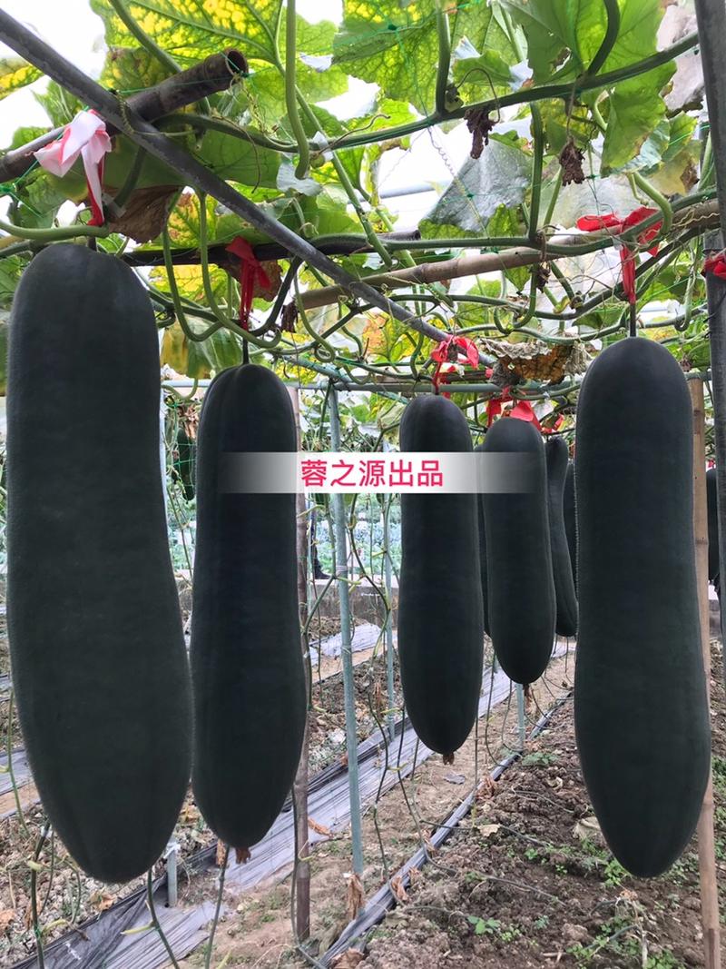 铁柱型黑皮冬瓜种子、果实炮弹型、瓜型瘦长、皮墨绿色、