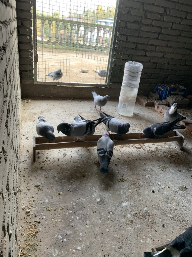 种鸽信鸽赛鸽青年鸽幼鸽