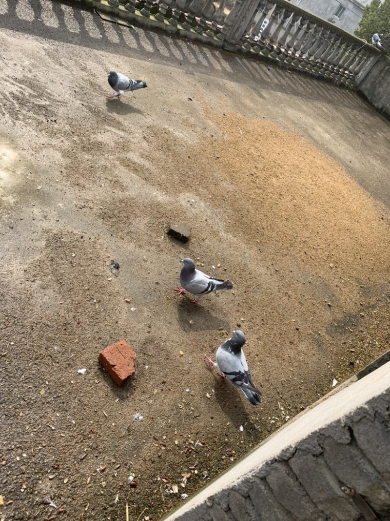 种鸽信鸽赛鸽青年鸽幼鸽