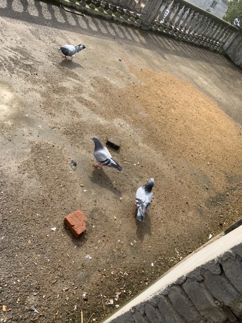 种鸽信鸽赛鸽青年鸽幼鸽