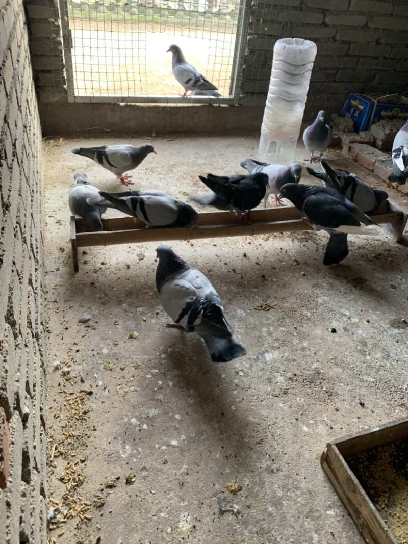 种鸽信鸽赛鸽青年鸽幼鸽