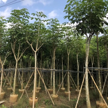 观景树洋红红花风铃木移植苗