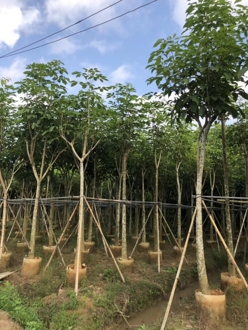 观景树洋红红花风铃木移植苗