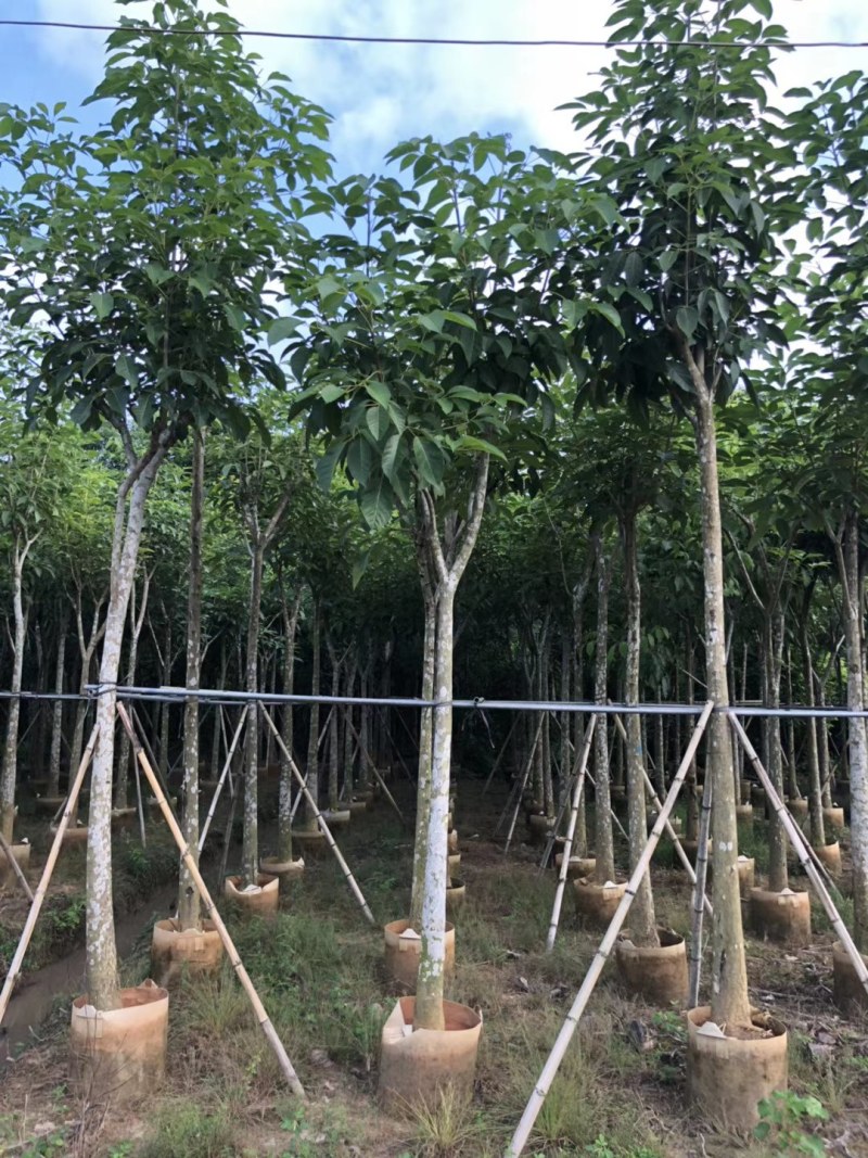 观景树洋红红花风铃木移植苗