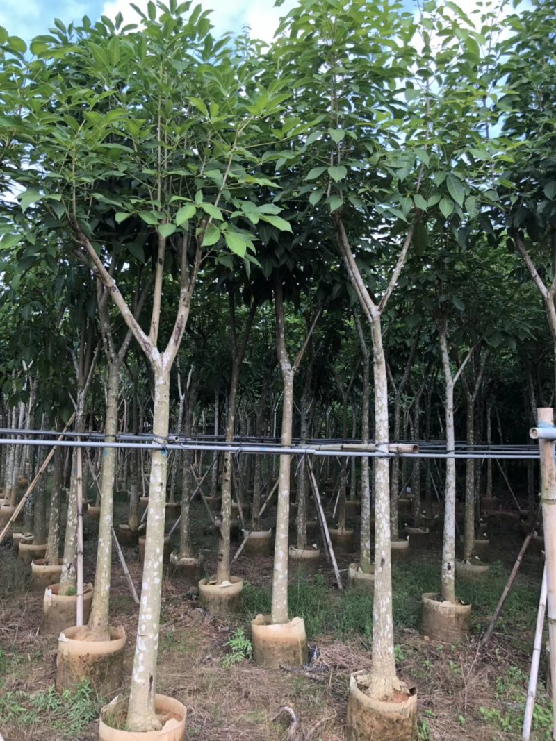 观景树洋红红花风铃木移植苗
