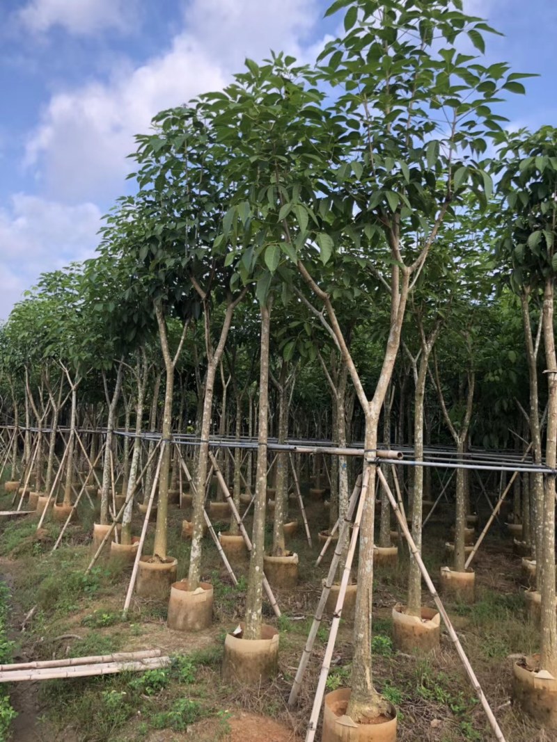 观景树洋红红花风铃木移植苗
