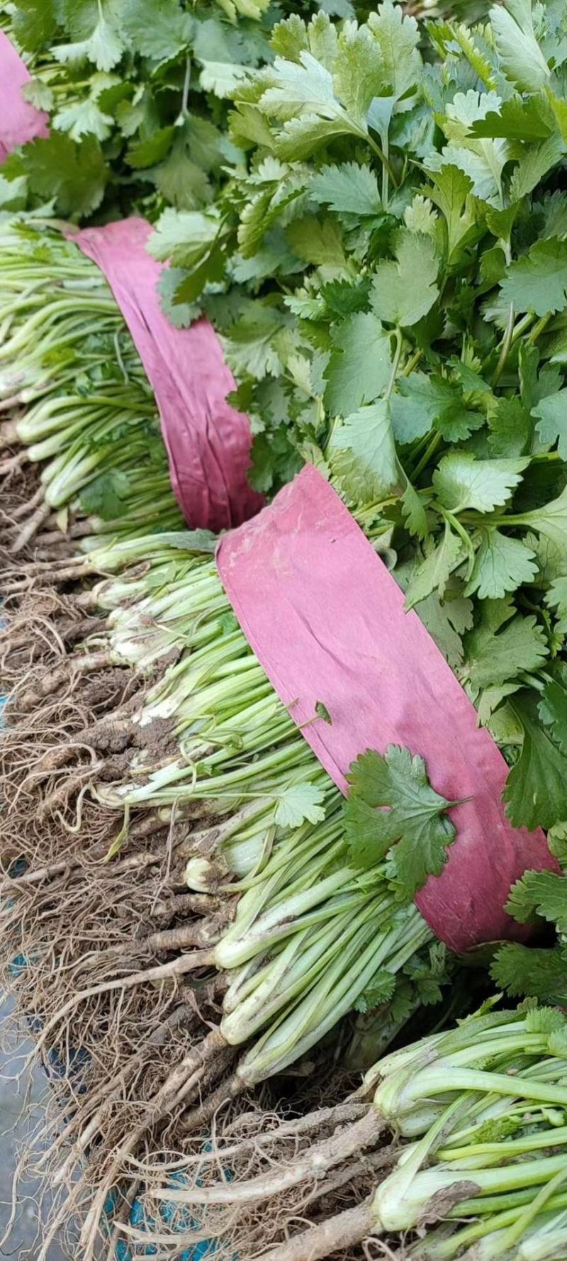 精品香菜大量上市中量大大
