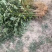 【热销】山西花椒苗大红袍无刺花椒基地直供货源充足