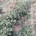 【热销】山西花椒苗大红袍无刺花椒基地直供货源充足