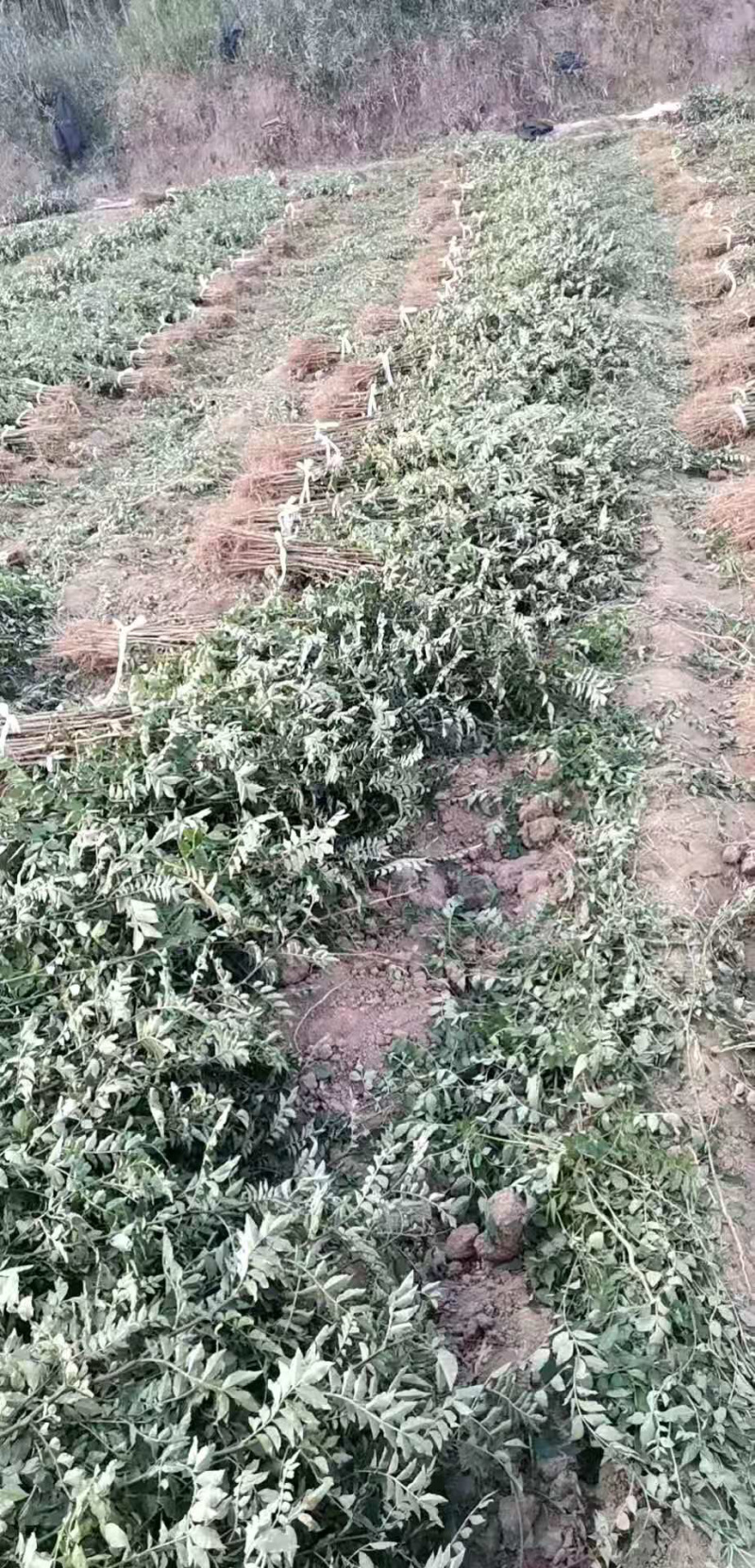 【热销】山西花椒苗大红袍无刺花椒基地直供货源充足