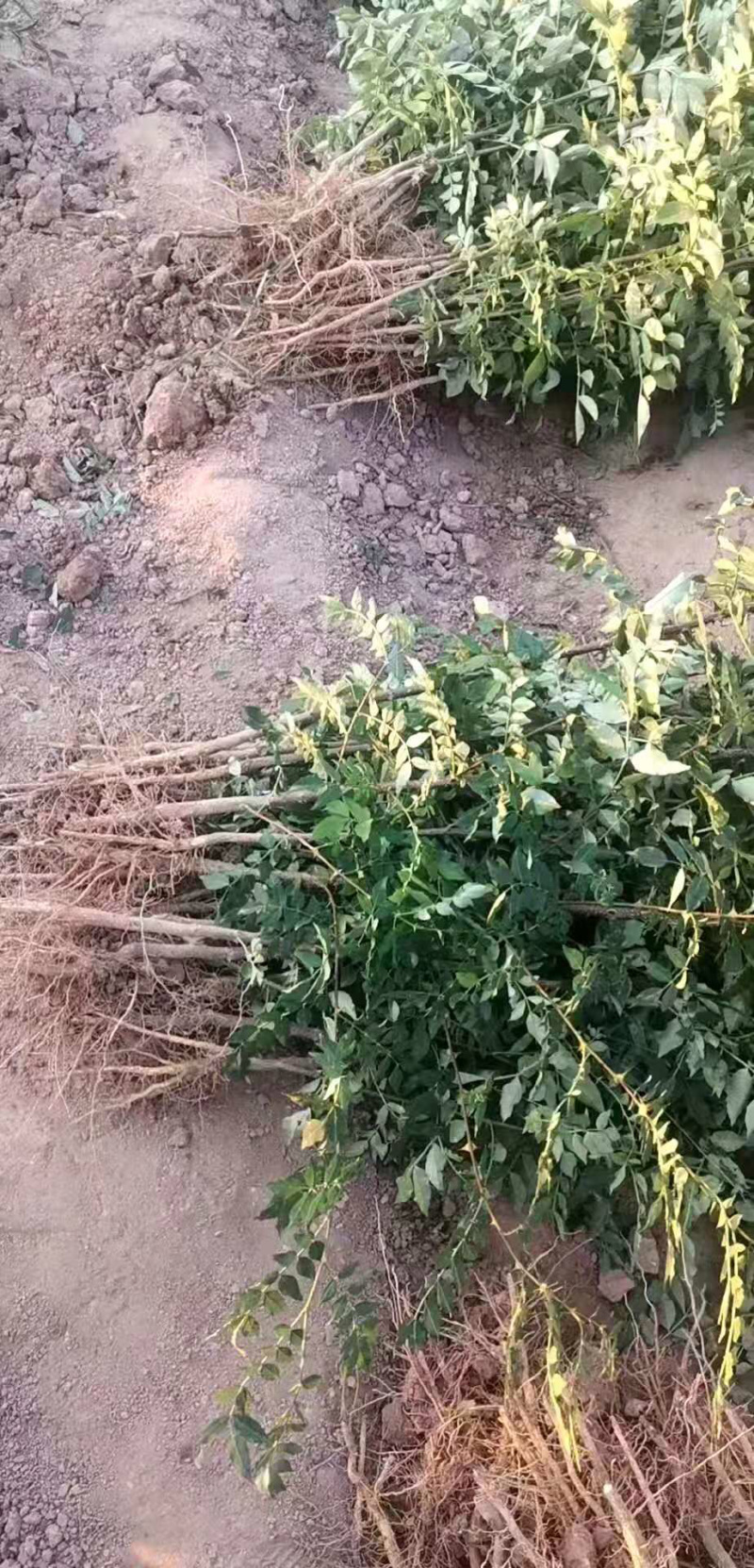 【热销】山西花椒苗大红袍无刺花椒基地直供货源充足