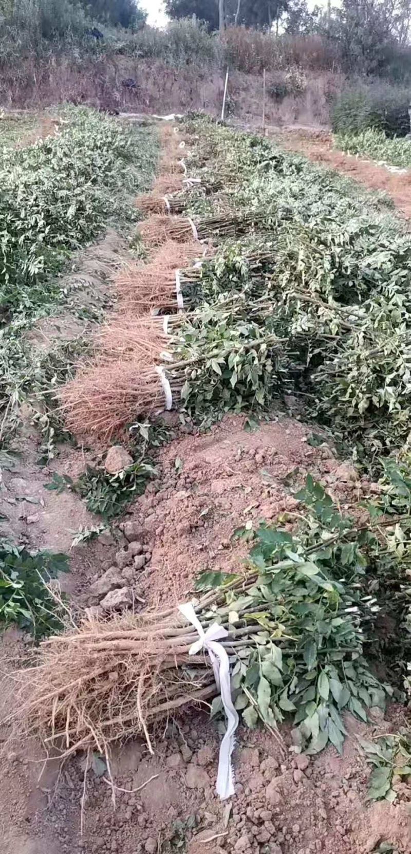 【热销】山西花椒苗大红袍无刺花椒基地直供货源充足