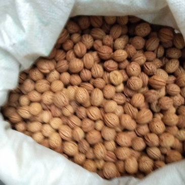 毛桃种子芽苗桃树种子嫁接新品种量大优惠