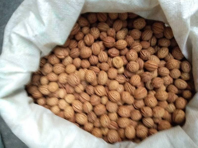 毛桃种子芽苗桃树种子嫁接新品种量大优惠