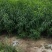 毛桃种子芽苗桃树种子嫁接新品种量大优惠