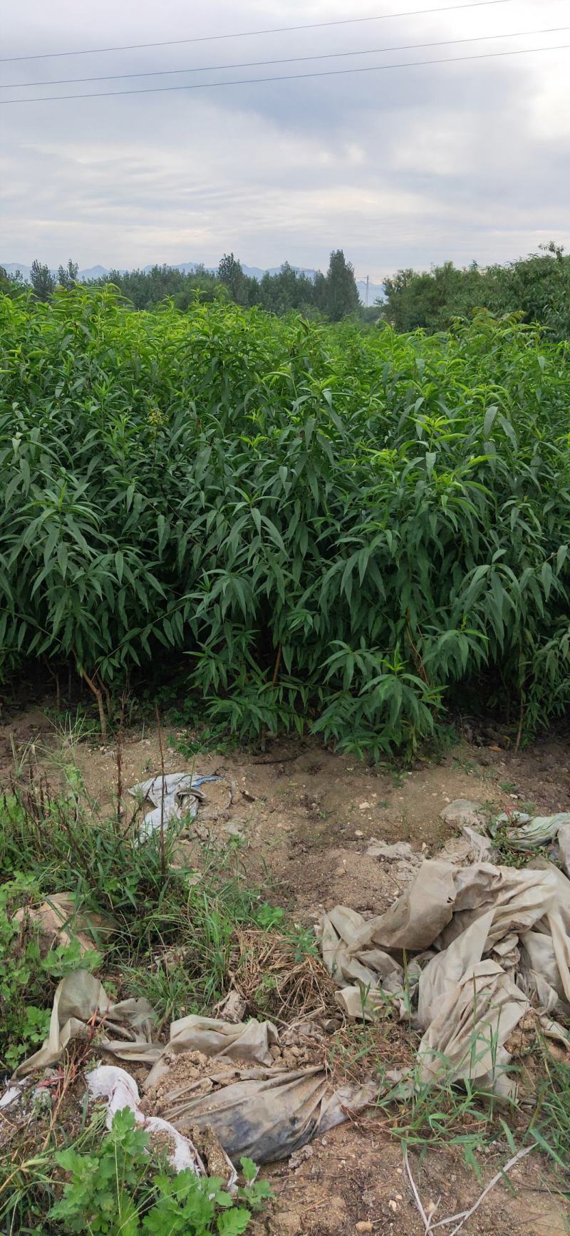 毛桃种子芽苗桃树种子嫁接新品种量大优惠