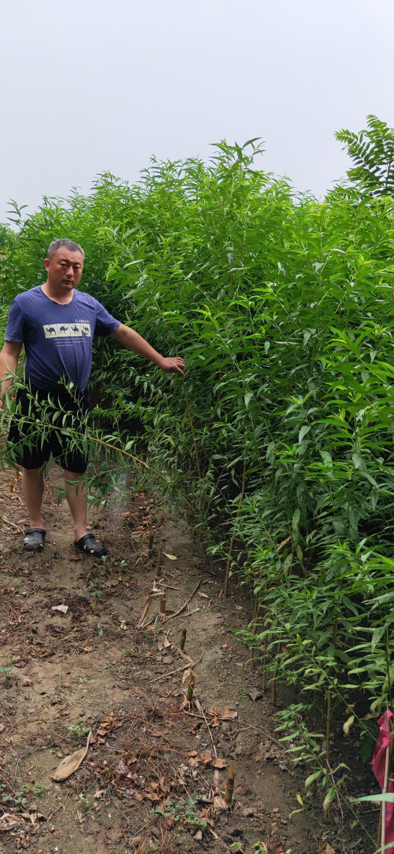 毛桃种子芽苗桃树种子嫁接新品种量大优惠
