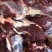 鹿肉新鲜现杀非熟食冷冻梅花鹿肉包邮新鲜冷冻包邮吉林鹿乡