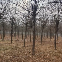 山东菏泽郓城县大量出售精品12到15公分皂角树