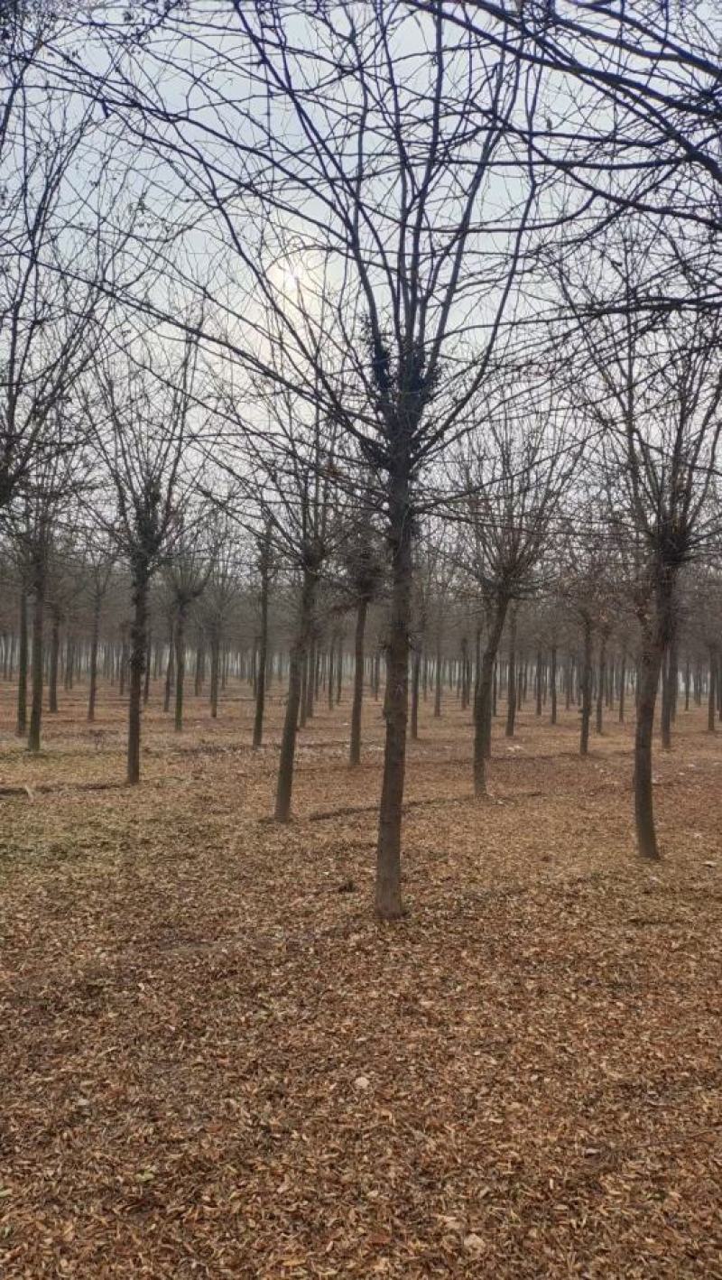 山东菏泽郓城县大量出售精品12到15公分皂角树