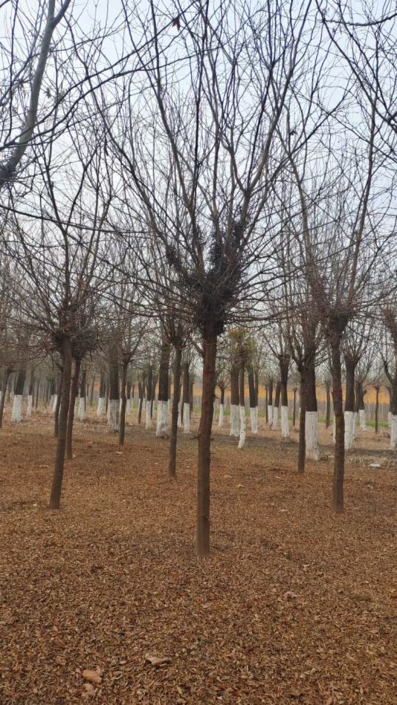 山东菏泽郓城县大量出售精品12到15公分皂角树