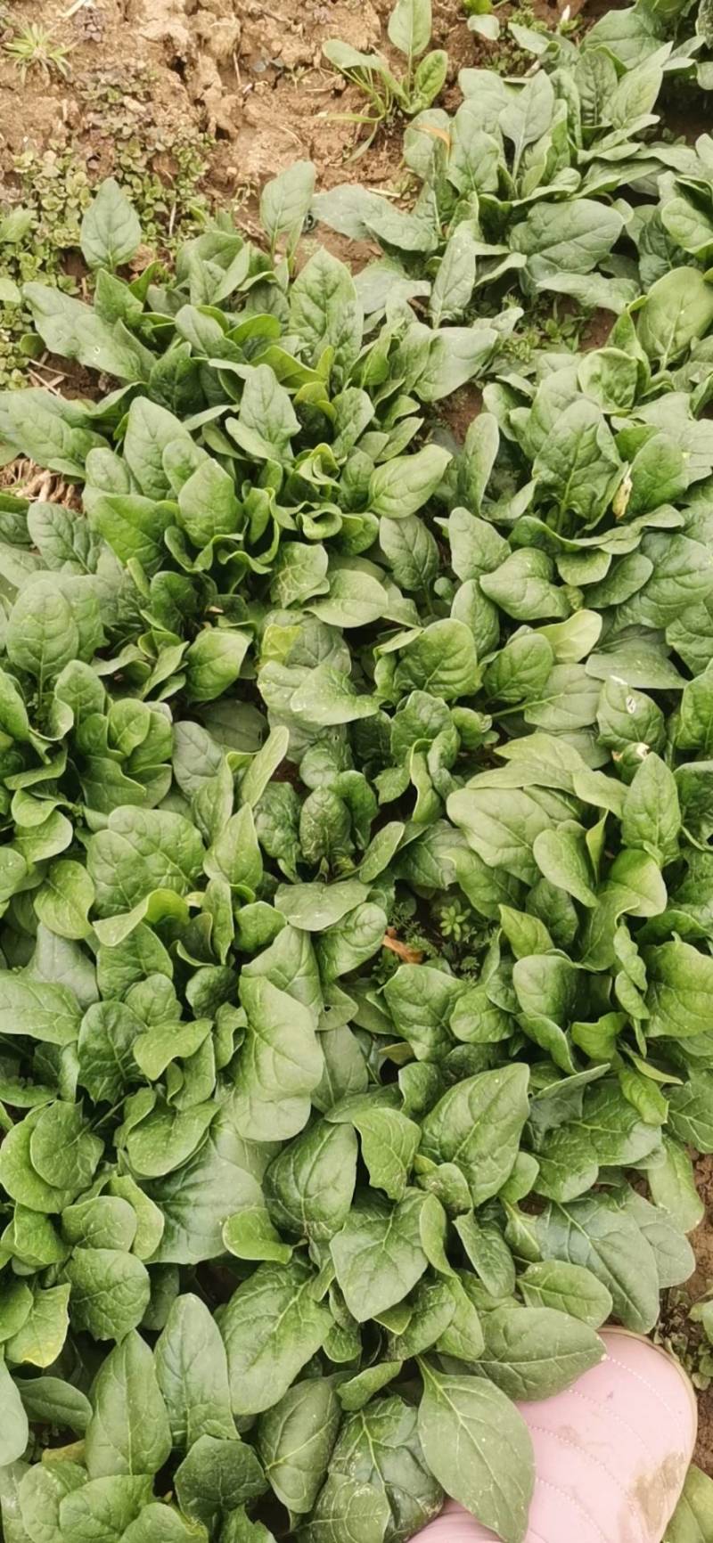 精品大叶荆菜走货中叶片油绿，口感很好