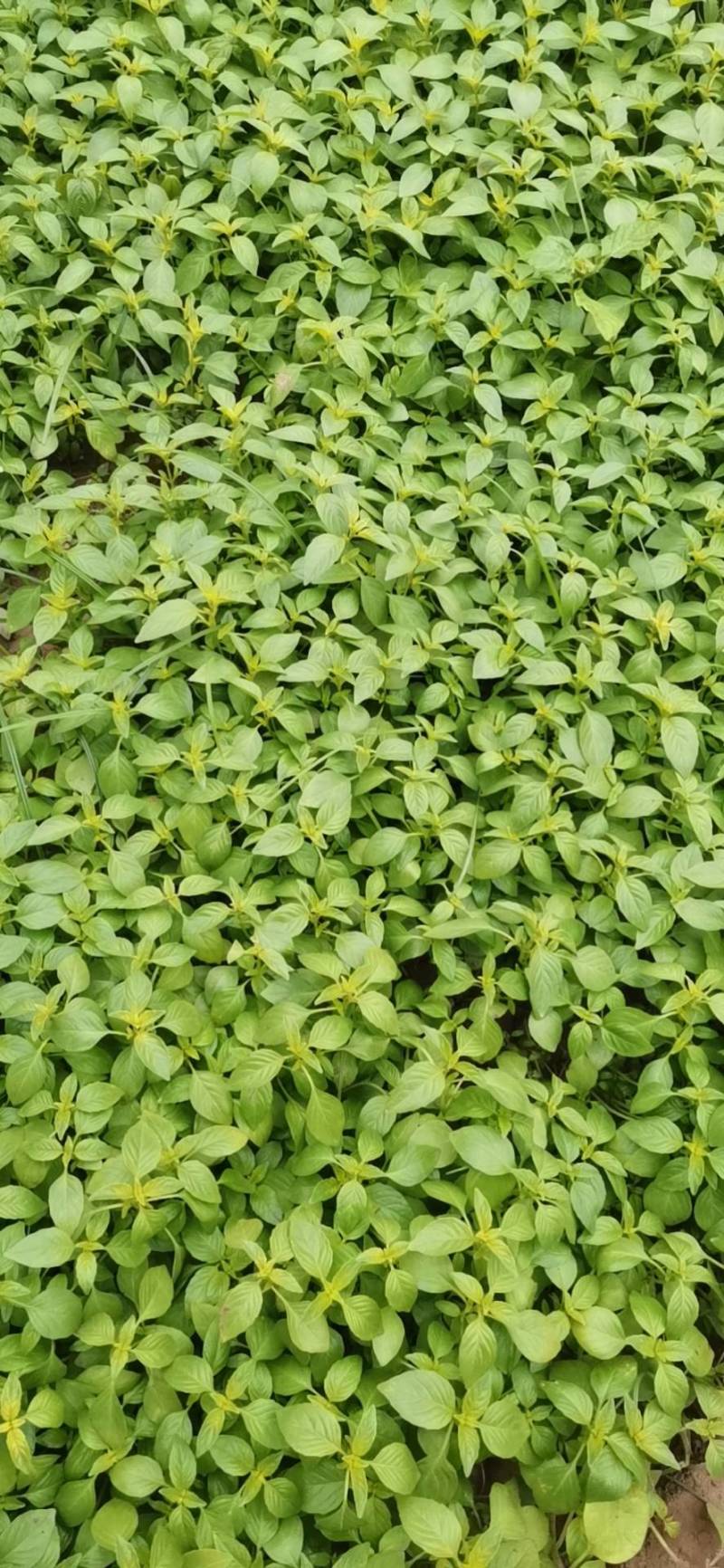 精品大叶荆菜走货中叶片油绿，口感很好