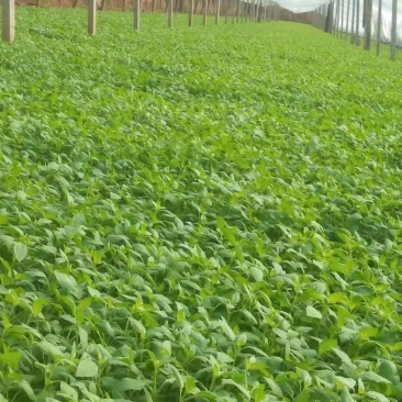 精品大叶荆菜走货中叶片油绿，口感很好