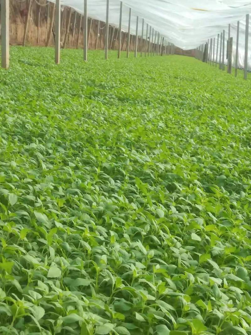 精品大叶荆菜走货中叶片油绿，口感很好