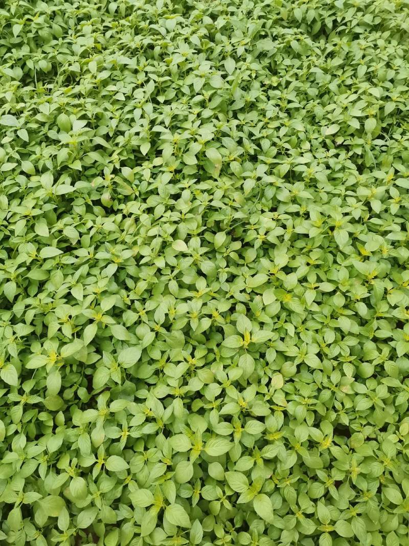 精品大叶荆菜走货中叶片油绿，口感很好