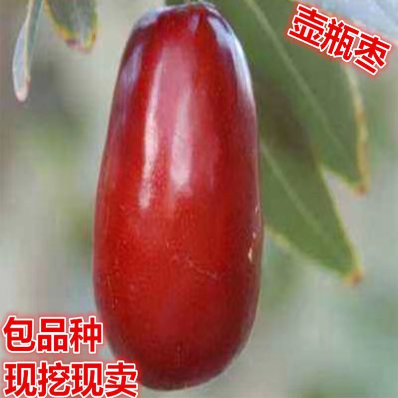 【新品热销】冬枣苗甜脆枣和田枣苗灰枣苗现挖现发