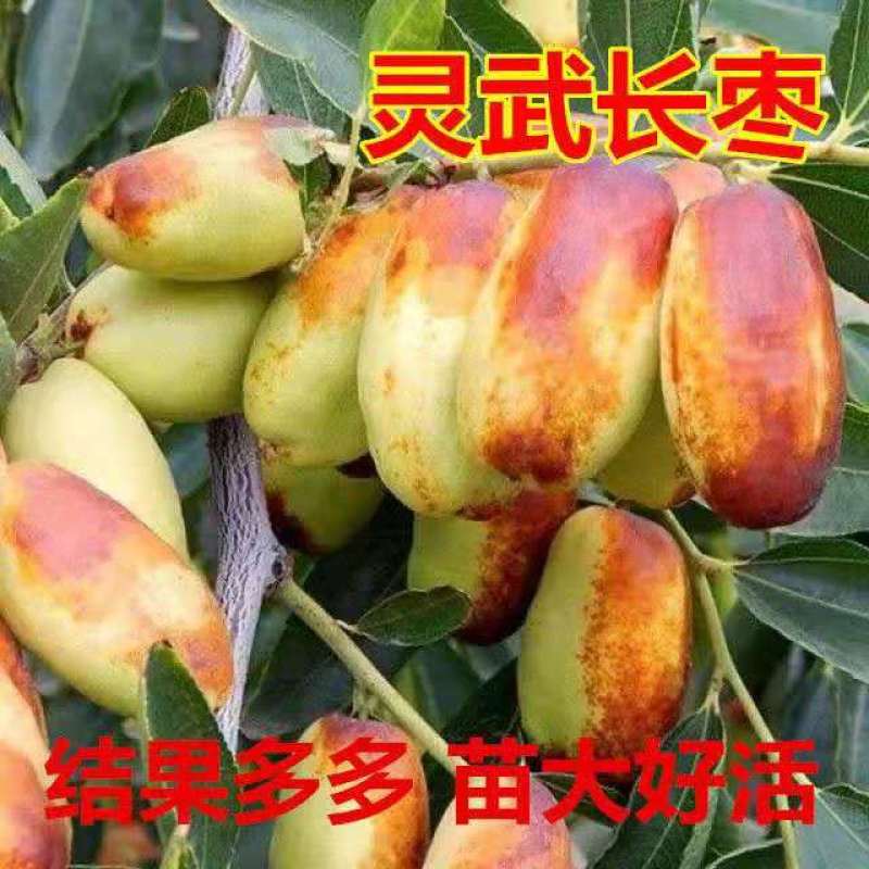 【新品热销】冬枣苗甜脆枣和田枣苗灰枣苗现挖现发