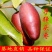 【新品热销】冬枣苗甜脆枣和田枣苗灰枣苗现挖现发