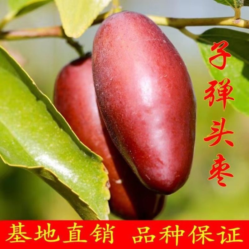 【新品热销】冬枣苗甜脆枣和田枣苗灰枣苗现挖现发
