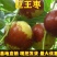 【新品热销】冬枣苗甜脆枣和田枣苗灰枣苗现挖现发