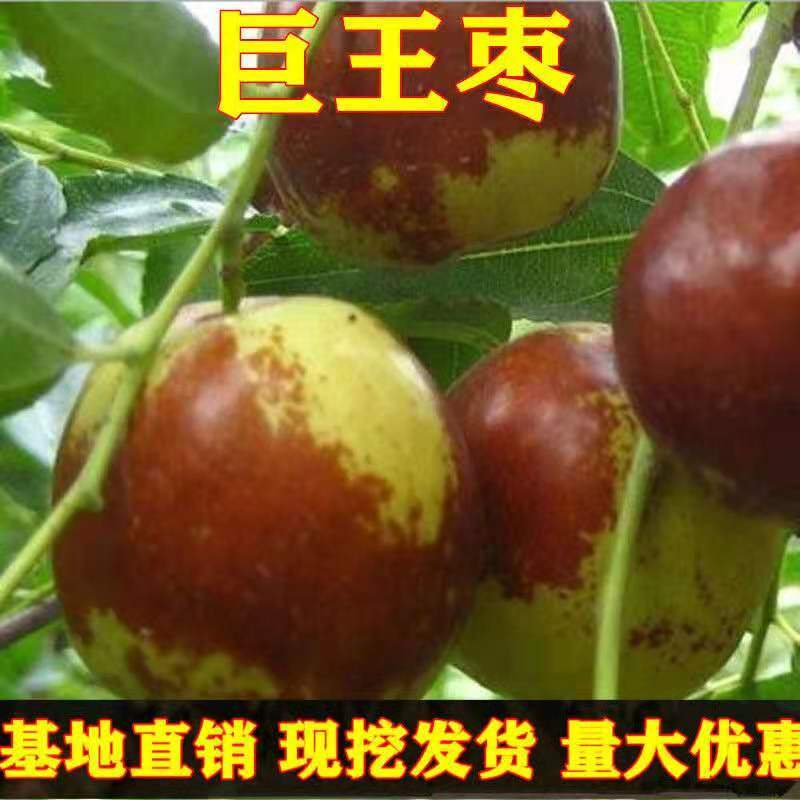 【新品热销】冬枣苗甜脆枣和田枣苗灰枣苗现挖现发