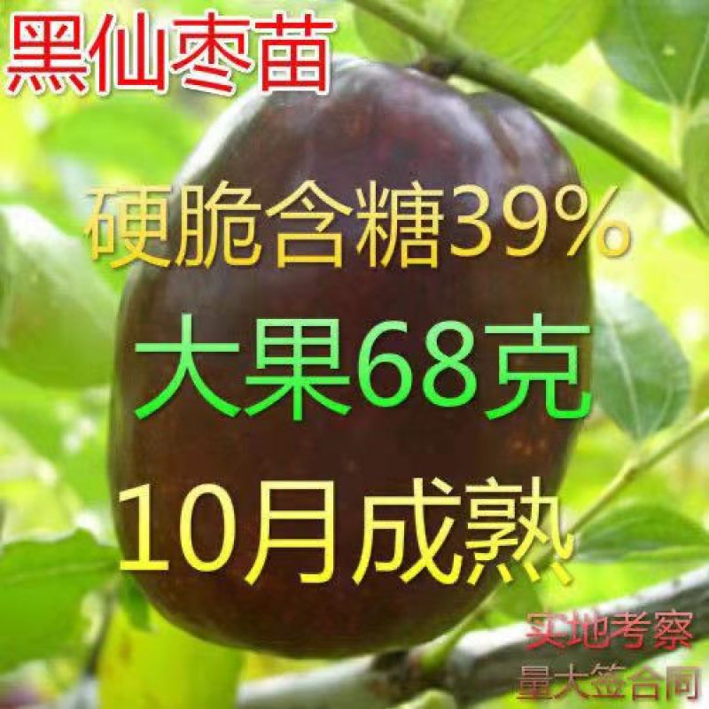 【新品热销】冬枣苗甜脆枣和田枣苗灰枣苗现挖现发