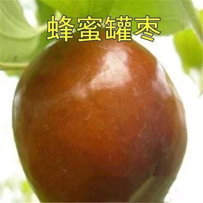 【新品热销】冬枣苗甜脆枣和田枣苗灰枣苗现挖现发