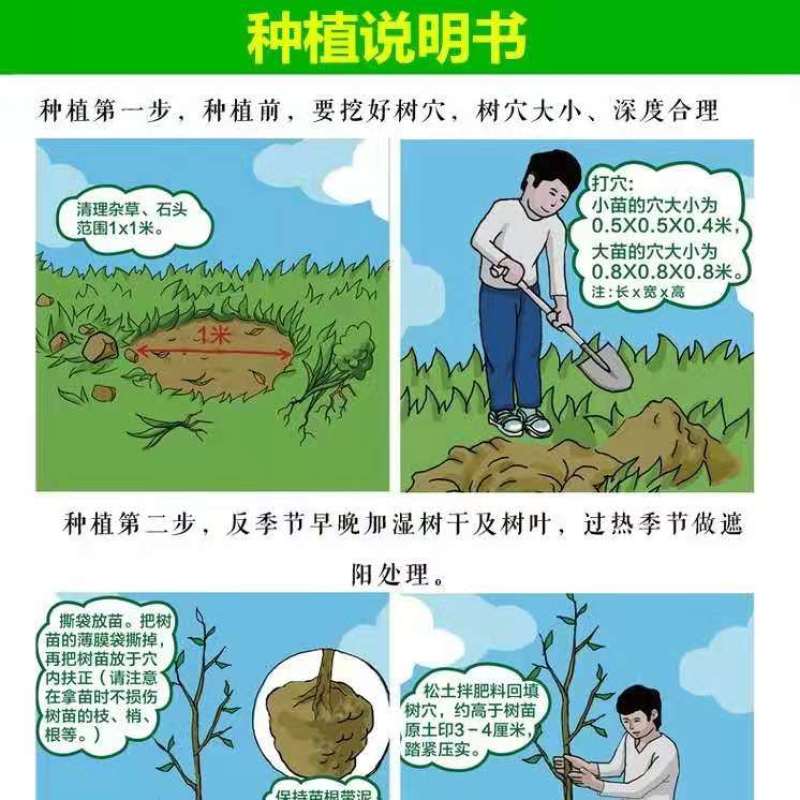 【新品热销】冬枣苗甜脆枣和田枣苗灰枣苗现挖现发