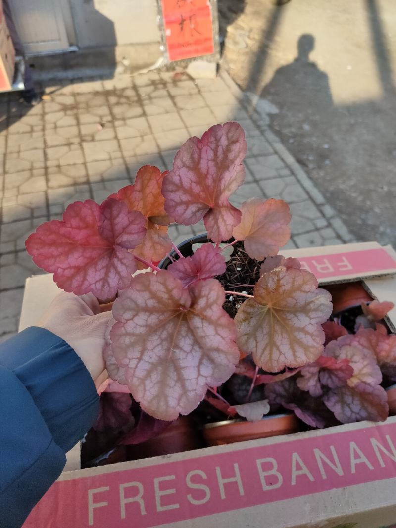 优质矾根大量现货供应，质量保障，信誉第一