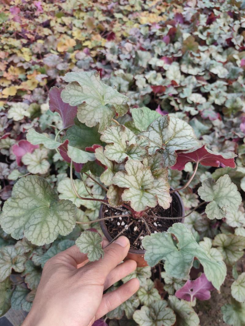 优质矾根大量现货供应，质量保障，信誉第一