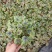 优质矾根大量现货供应，质量保障，信誉第一