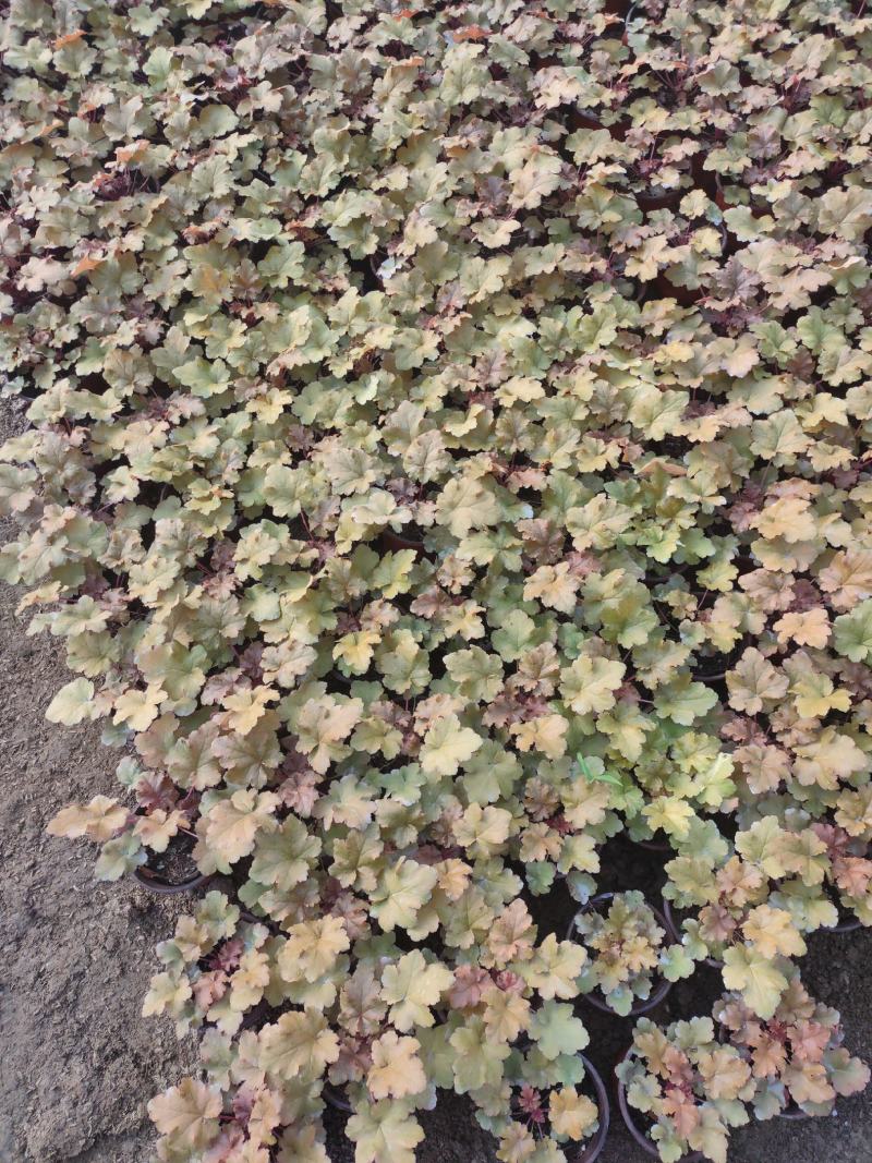 优质矾根大量现货供应，质量保障，信誉第一