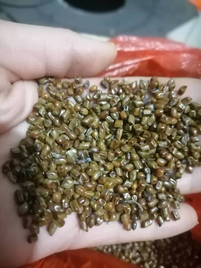 决明子野生，精选，可化验，一手货源！保证质量泡茶做枕头爽