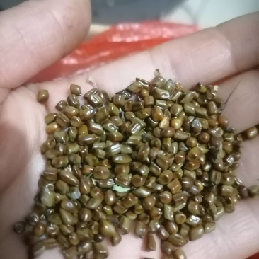 决明子野生，精选，可化验，一手货源！保证质量泡茶做枕头爽