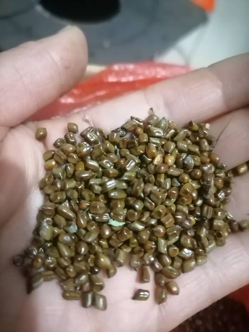 决明子野生，精选，可化验，一手货源！保证质量泡茶做枕头爽